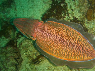 Nov 21, 2014 - Richelieu Rock, Surin Islands